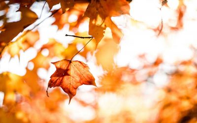 Autumn Home Improvement & Maintenance Tips